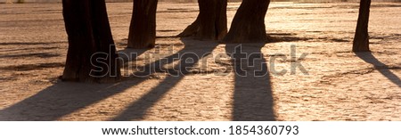 Dead trees in dry clay pan environment - background banner image