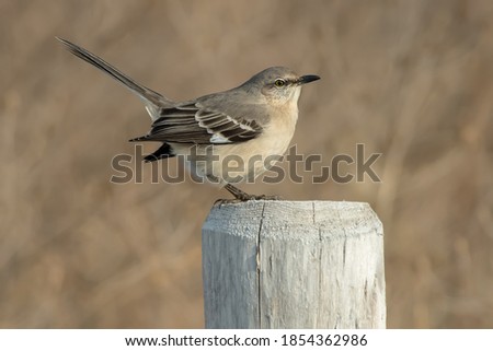 A Northern Mockingbird is standing on a wooden fence post with its tail raised high. Tommy Thompson Park, Toronto, ON, Canada.