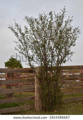 A tree grows through unused stock yards in central west New South Wales