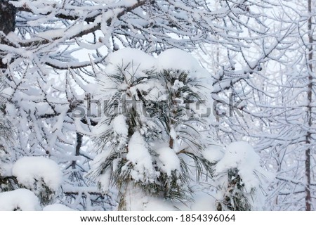 Snow-covered top of a young cedar against the background of snowbound larch branches. Close up. Beautiful picture on the theme of new year's holidays, the charm of winter and the weather forecast.