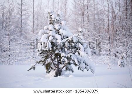 A young snow-covered cedar tree on the background of a larch forest. Close-up, morning light. Typical landscape of the Yamal tundra. Beautiful winter picture for the weather forecast.