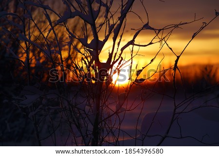 Sunset in the winter tundra through the willow branches. In the background, the sun sets below the horizon. Close up, shallow depth of field, low key. Background. Winter atmospheric picture.

