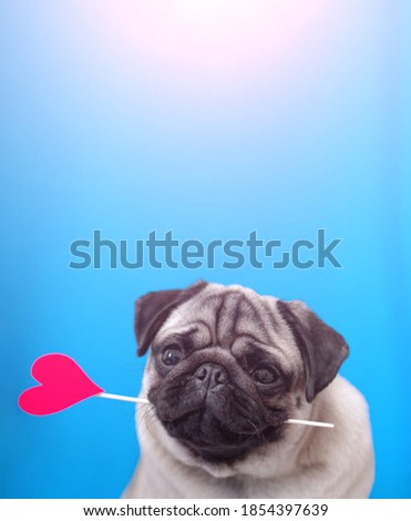 A lover chocolate valentine havanese dog holding a red heart in mouth isolated on white background