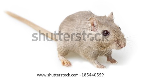 gerbil isolated on white background