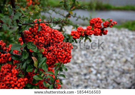 Pyracantha  firethorn  attractive orange berries and utumn rain. Pyracantha coccinea orange glow firethorn is excellent evergreen hedge, wall or fence in public park. rows of rectangular shape Royalty-Free Stock Photo #1854416503