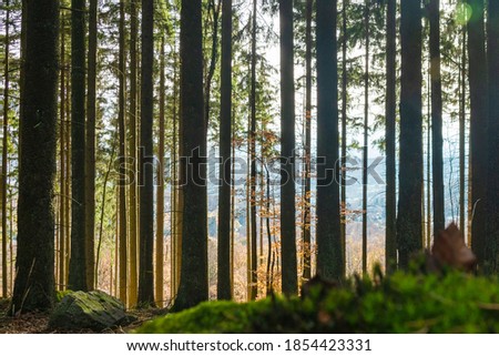 Autumn forest 2020 in Germany