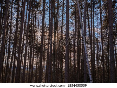 Tall trees in front of a late summer sunset