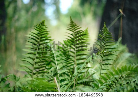 Fern leaves background in forest.