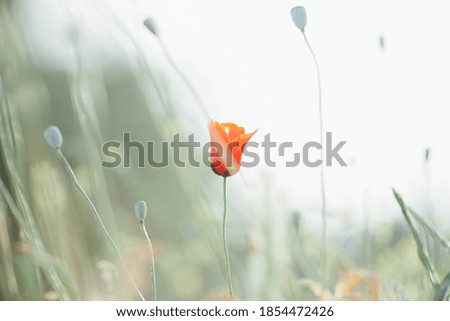 Blooming red poppy in the field. gardening concept. 