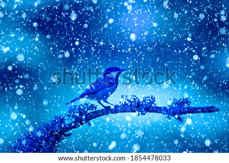 Winter season and birds. Falling snow. Blue nature background. 