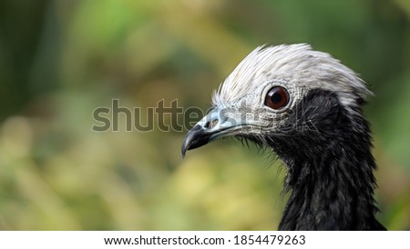 Black and white blue throated piping guan portrait on the green background. Pipile cumanensis.