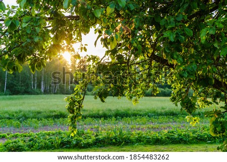 sunset behind apple tree in garden with sun rays in summer green meadow