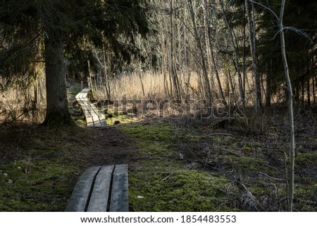wooden boardwalk trail in green autumn forest with perspective and stairs and tree leaves