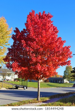 Autumn blaze maple tree with red leaves. Royalty-Free Stock Photo #1854494248