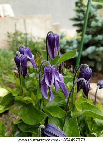 Clematis 'Little Artist' is a dwarf cultivar with bell-shaped purple flowers, with elongated and slightly twisted sepals. Royalty-Free Stock Photo #1854497773