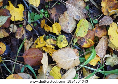        A carpet of autumn leaves                        