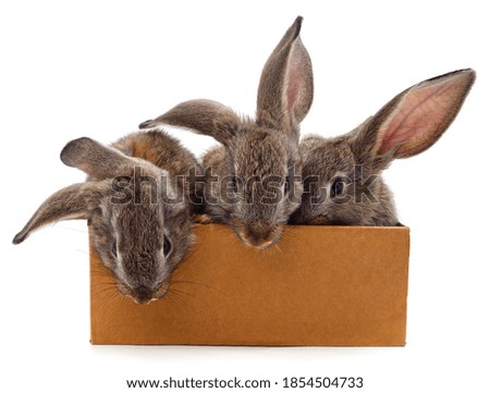 Rabbits in a basket isolated on a white background.
