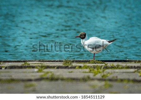 A small seagull standing on one leg by the water on pavement and grass
