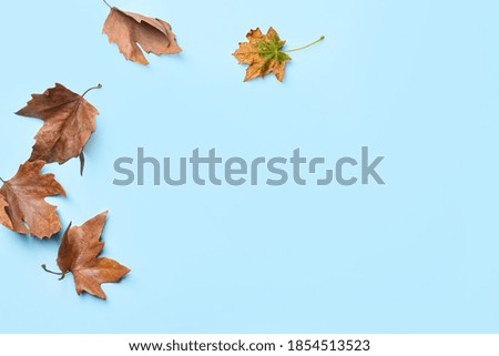 Dry autumn leaves on light blue background, flat lay. Space for text