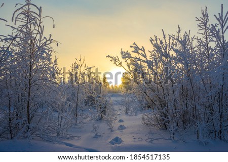 Fabulous winter landscape at sunset, winter forest trail, Yamalo-Nenets Autonomous district