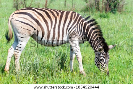 A Zebra, photographed in the Rietvlei Nature Reserve, Gauteng, South Africa.