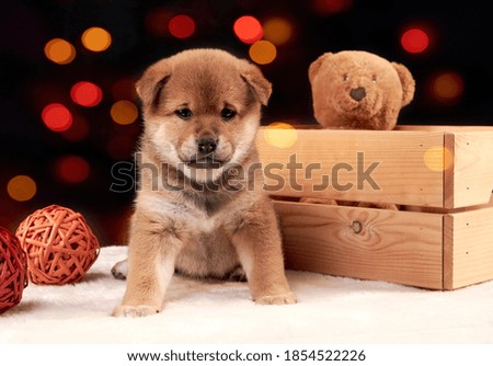 A red Shiba inu puppy sits next to a wooden box on a colorful bokeh background. greeting card