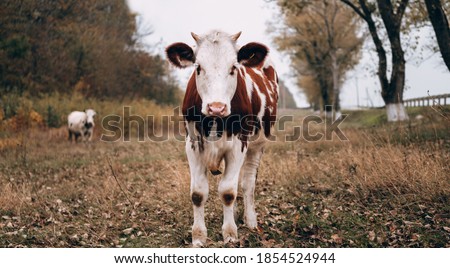 A young white cow with red spots grazes in an autumn meadow, while an adult white cow with black spots stands in the background. Portrait of a Cow in a clearing. Thoroughbred bull from the farm.
