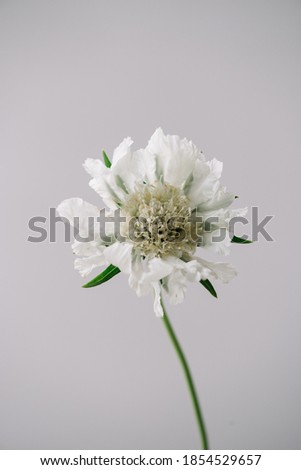 Beautiful single tender white Scabiosa flower on the grey wall background, close up view