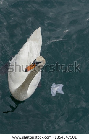 Swan and trash in the water. Pollution