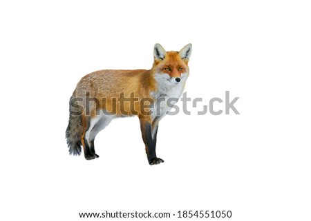 Red Fox, Vulpes vulpes standing in front of a white background. Isolated 
panorama concept or white background.