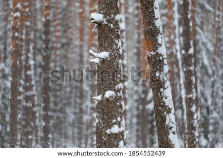 A picture of the day winter snout forest. Trees without leaves in the snow in winter
