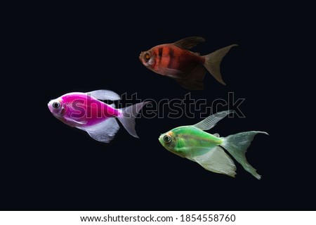 three tetra glo fish on dark background, different bright colors 
