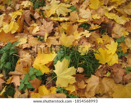 macro photo with a decorative background of bright yellow maple leaves for design as a source for prints, posters, decoration, Wallpaper, advertising, interiors