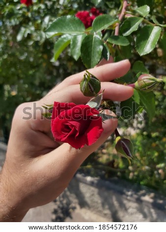 red small rose in hand