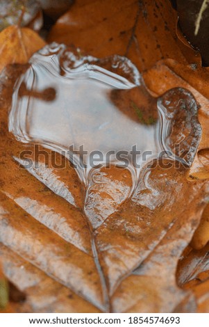 Macro image of water on an Autumnal Leaf