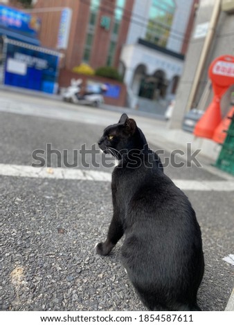 Of course love your side face Black street cat