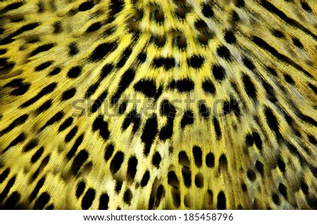 Seamless Leopard pattern background