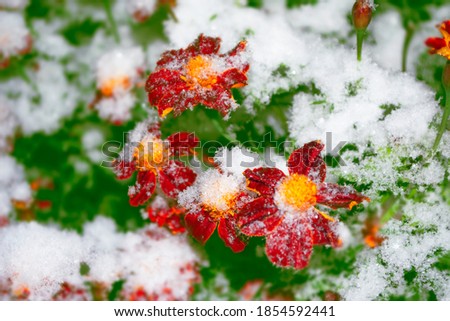 Beautiful marigold in the snow and frost in the winter garden. Natural background