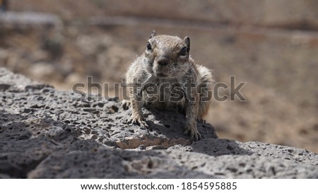Wild squirrels from the Spanish island