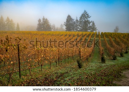 a vineyard on a foggy morning near Salem, Oregon