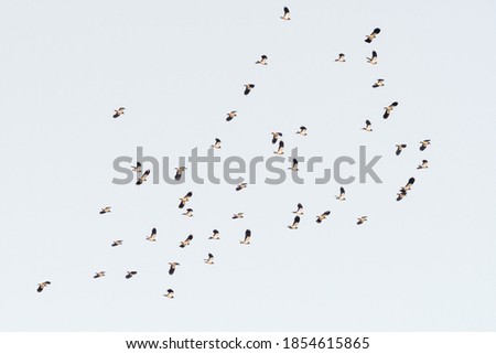 A Flock of Lapwing's Flying Across the Sky