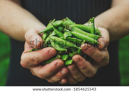 White man is holding a handful of fresh picked green pea pods. Good green pea crop. Royalty-Free Stock Photo #1854625543