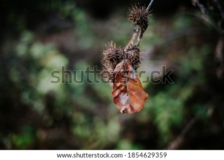 A closeup shot of a leaf on spiked plants