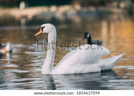 A closeup of a mute swan on a pond under the sunlight with a blurry background