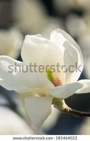 Spring time, blooming of magnolia tree in a garden