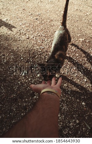 A male hand stroking a cute little kitten