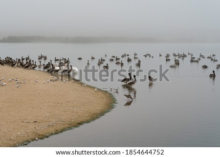 Group of brown and white pelicans on the beach in foggy day