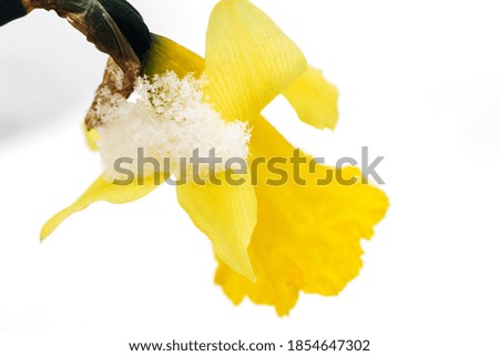 Spring flowers grow under the snow, a  composition for Easter cards. Yellow narcissus  in the sun after winter.