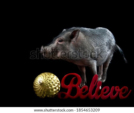 A Potbellied Pig stands next to a gold holiday Christmas ornament isolated on black looking at camera with copy space.