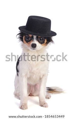 Sitting Chihuahua with black hat on white background